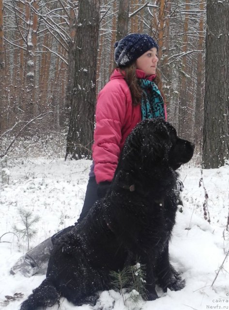Фото: ньюфаундленд Bonita YEl' Oso Nyegro (Бонита Эль Осо Нэгро)