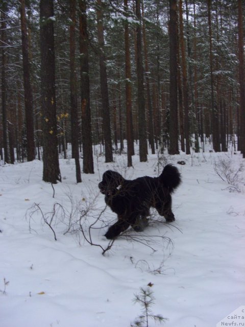 Фотография № 80825