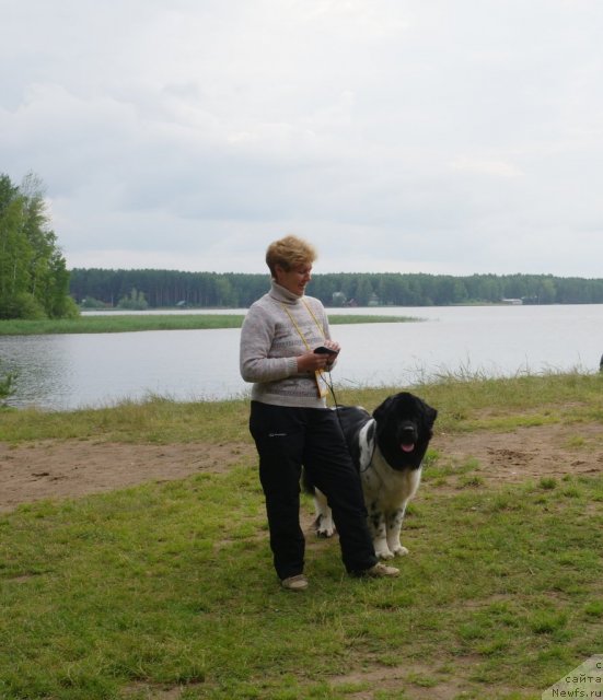 Фото: ньюфаундленд Kiper Soul Jemchujina Belaya (Кипер Соул Жемчужина Белая), Marina Devyatova (Марина Девятова)
