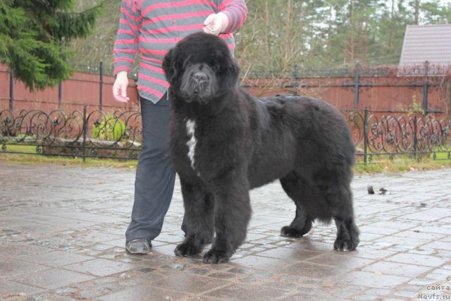 Фотография № 80831