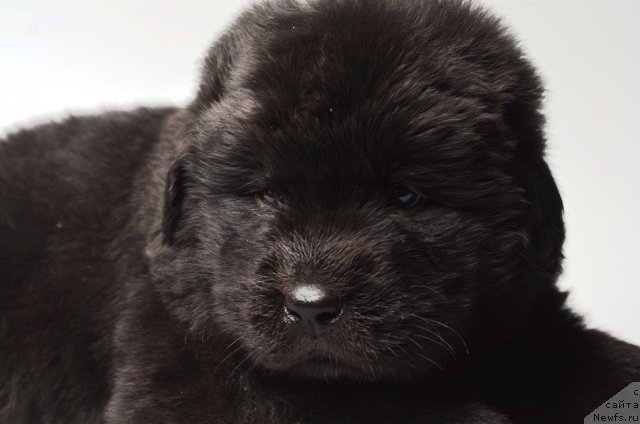 Фото: ньюфаундленд Princ Al'finskiy (Принц Альфинский)