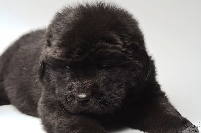 Фото: ньюфаундленд Princ Al'finskiy (Принц Альфинский)