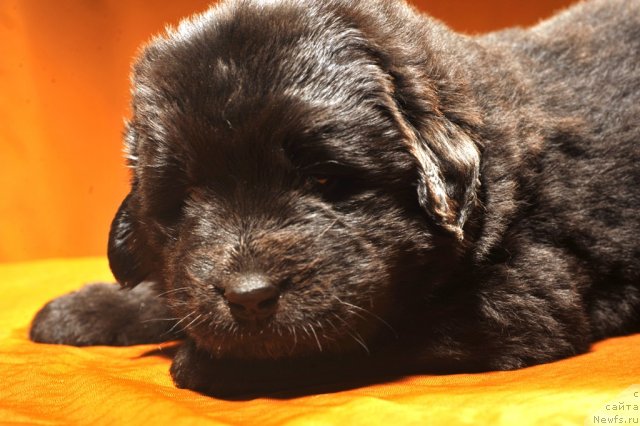 Фото: ньюфаундленд Primadonna Klimskaya (Примадонна Климская)