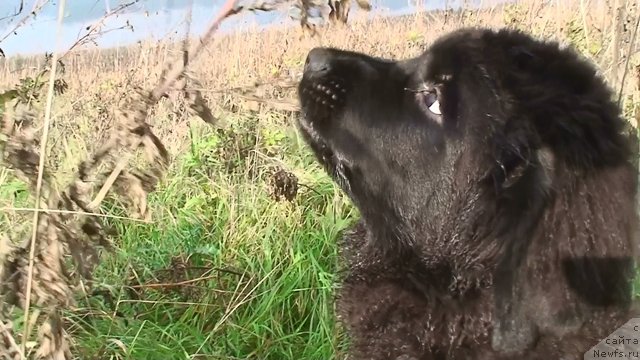 Фото: ньюфаундленд Lunnaya Boginya (Лунная Богиня)