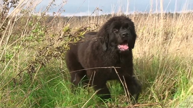 Фото: ньюфаундленд Lunnaya Boginya (Лунная Богиня)