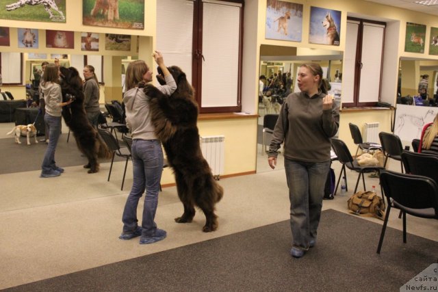 Фото: ньюфаундленд Chernyi Sharm Angel'skaya Krasota (Черный Шарм Ангельская Красота)
