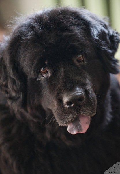 Фото: ньюфаундленд Arabella Doch' Vivata (Арабелла Дочь Вивата)