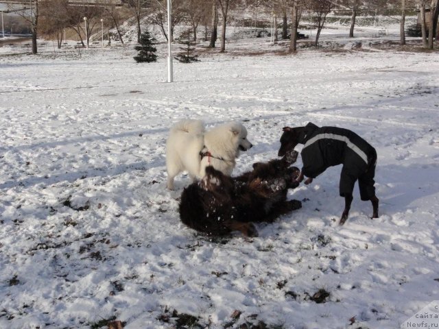 Фото: ньюфаундленд Povelitel' Velikih Ozer (Повелитель Великих Озер)