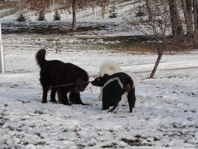 Фото: ньюфаундленд Povelitel' Velikih Ozer (Повелитель Великих Озер)