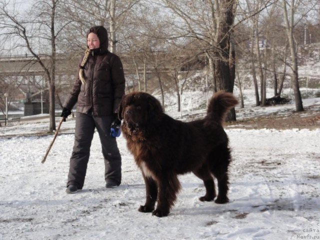 Фото: ньюфаундленд Povelitel' Velikih Ozer (Повелитель Великих Озер), YElina YUnusova (Элина Юнусова)