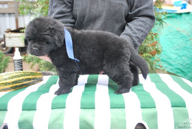 Фото: Natal'ya Smirnova (Наталья Смирнова)