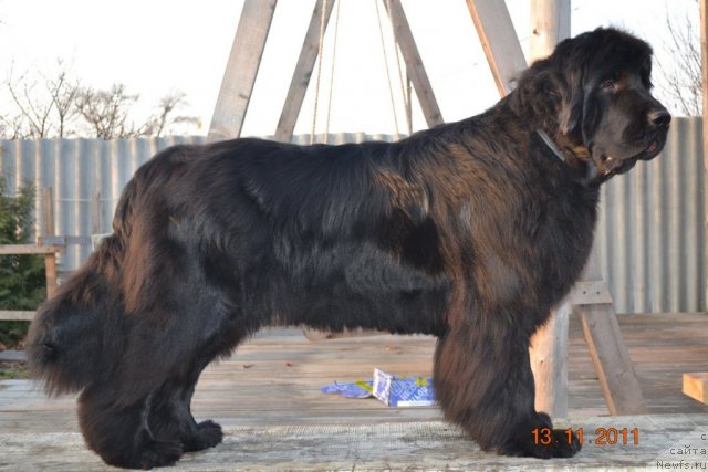 Фото: ньюфаундленд I'm Little Princess Midnight Bear