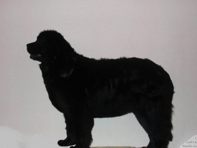 Фото: ньюфаундленд Jemchujina Sibiri ot Marleon Dusvik (Жемчужина Сибири от Марлеон Дусвик)