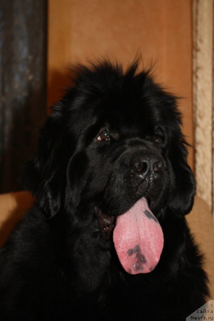 Фото: ньюфаундленд N'yufort Magiya Lyubvi (Ньюфорт Магия Любви)