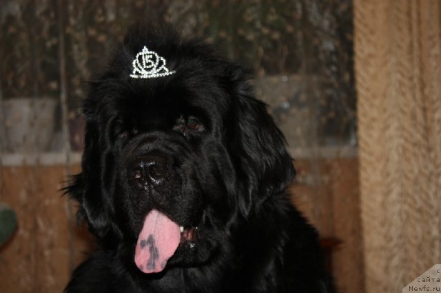 Фото: ньюфаундленд N'yufort Magiya Lyubvi (Ньюфорт Магия Любви)