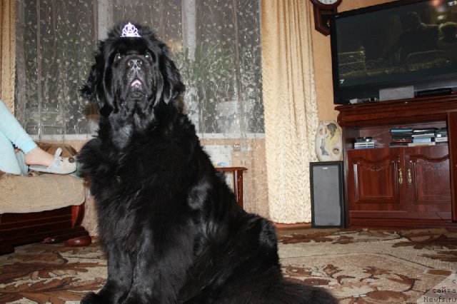 Фотография № 80932