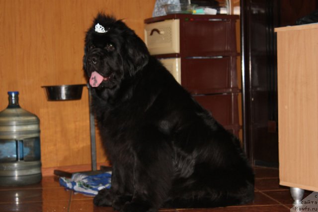 Фото: ньюфаундленд N'yufort Magiya Lyubvi (Ньюфорт Магия Любви)