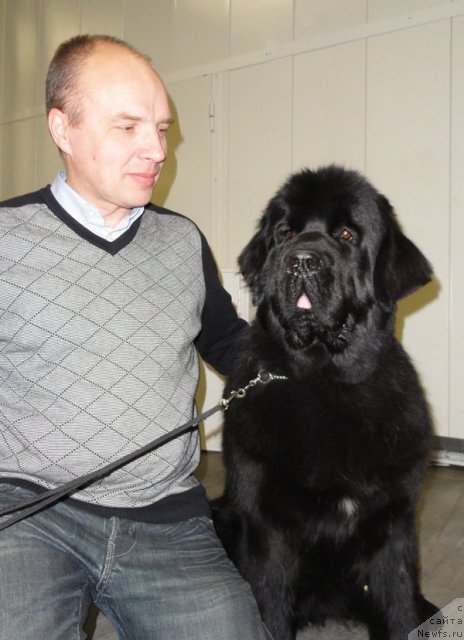 Фото: ньюфаундленд Beguschaya po Volnam Hand Made (Бегущая по Волнам Ханд Маде)