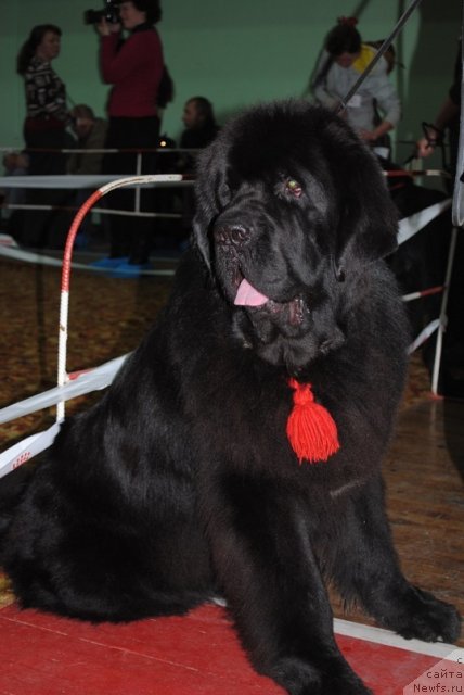 Фотография № 80981