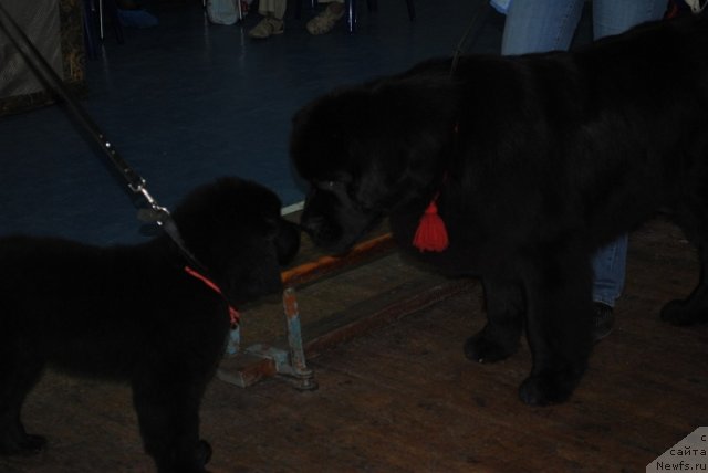 Фото: ньюфаундленд Piternyuf Nota Bene (Питерньюф Нота Бене), ньюфаундленд Uyutnaya Dolina Arnfrid Feodor (Уютная Долина Арнфрид Феодор)