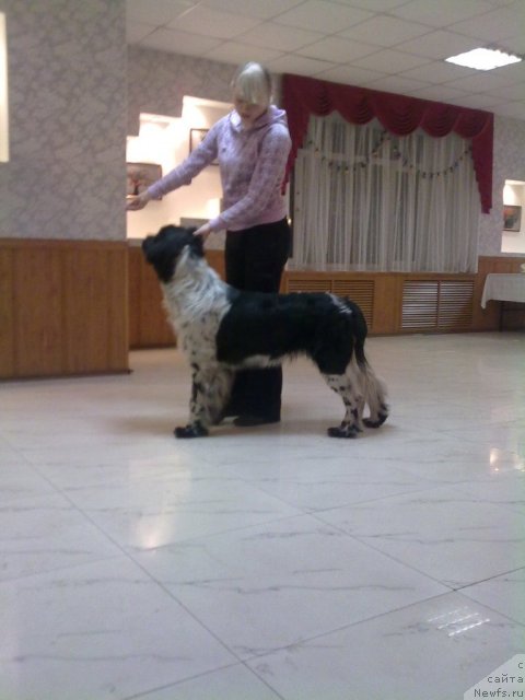 Фото: ньюфаундленд Akvian Song Zest Beautiful (Аквиан Сонг Зест Бьютифул)