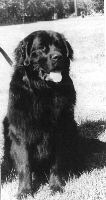 Фото: ньюфаундленд Jak CHuk (Жак Чук)