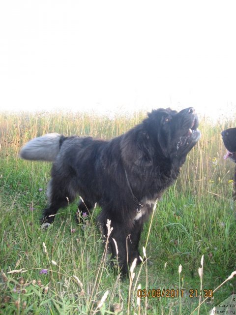 Фото: ньюфаундленд Balustar de Mantal'chino (Балустар де Мантальчино), Балушка