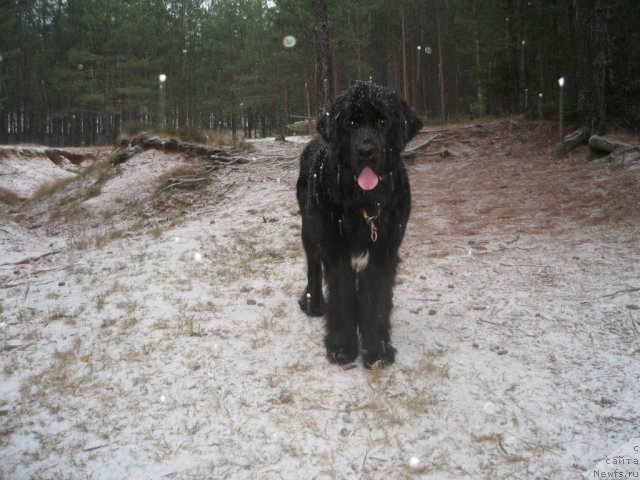 Фото: ньюфаундленд Dar Svezy Unika Sagitta (Дар Свезы Юника Сагитта)