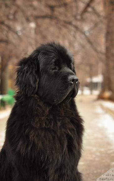 Фото: ньюфаундленд Akvatoriya Kelvin Oushen Drim (Акватория Келвин Оушен Дрим)
