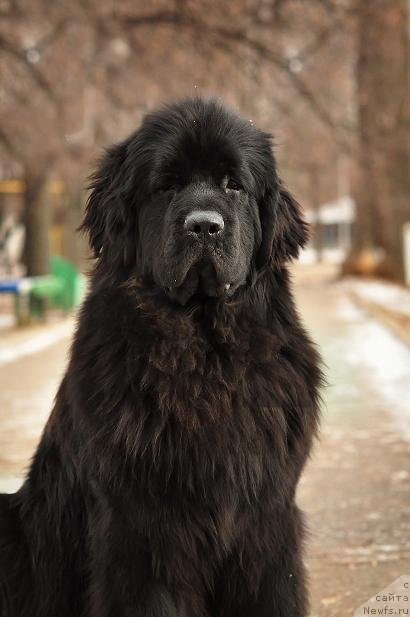 Фото: ньюфаундленд Akvatoriya Kelvin Oushen Drim (Акватория Келвин Оушен Дрим)