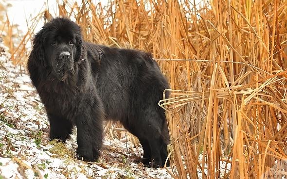 Фото: ньюфаундленд Akvatoriya Kelvin Oushen Drim (Акватория Келвин Оушен Дрим)