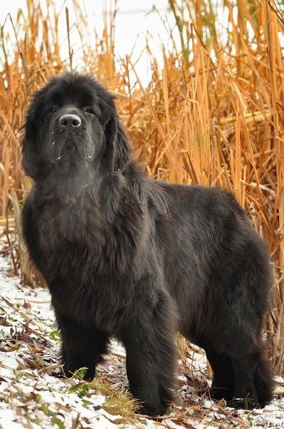 Фото: ньюфаундленд Akvatoriya Kelvin Oushen Drim (Акватория Келвин Оушен Дрим)