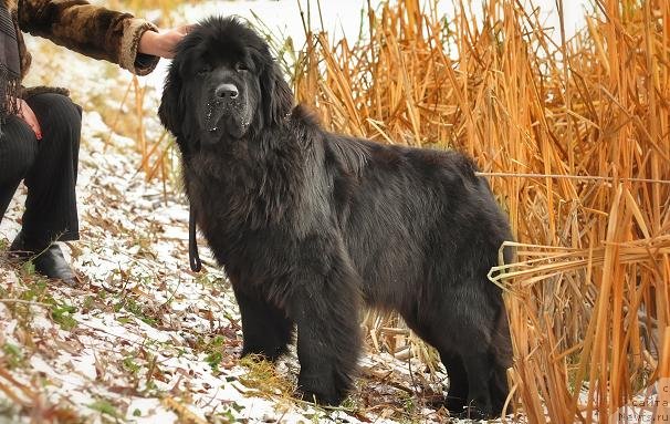 Фото: ньюфаундленд Akvatoriya Kelvin Oushen Drim (Акватория Келвин Оушен Дрим)
