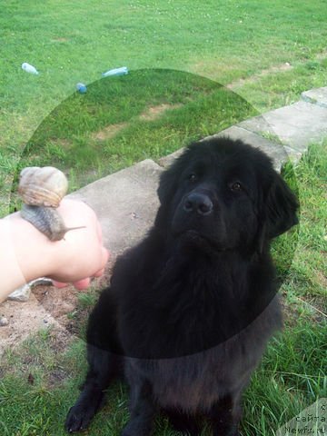 Фото: ньюфаундленд CHudnaya Krasavica (Чудная Красавица)