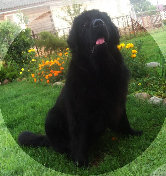 Фото: ньюфаундленд CHudnaya Krasavica (Чудная Красавица)