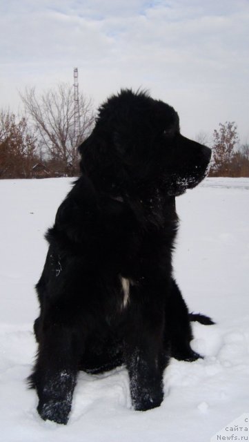 Фото: ньюфаундленд Passia Korolya iz Medvejyego Yara (Пассия Короля из Медвежьего Яра)