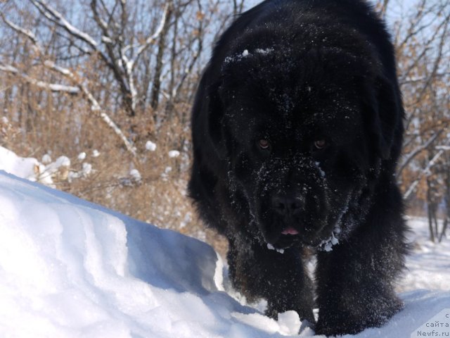 Фото: ньюфаундленд Rembrant Tvorec SHedevrov (Рембрант Творец Шедевров)