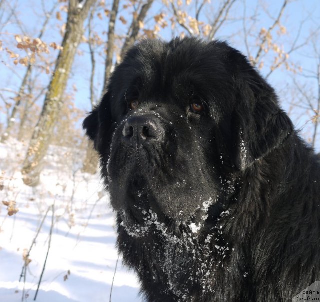 Фото: ньюфаундленд Rembrant Tvorec SHedevrov (Рембрант Творец Шедевров)