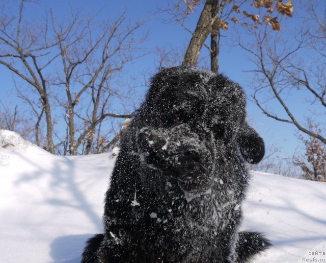 Фото: ньюфаундленд Rembrant Tvorec SHedevrov (Рембрант Творец Шедевров)