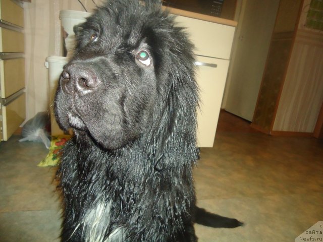 Фотография № 81062