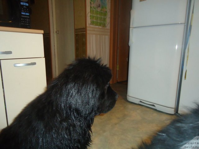 Фотография № 81064