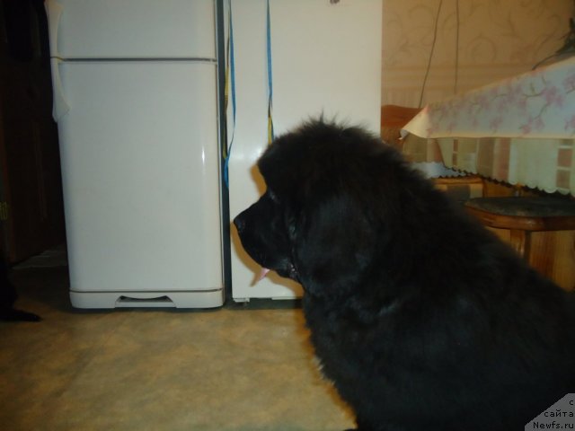 Фотография № 81065