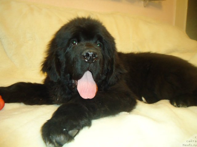 Фотография № 81074