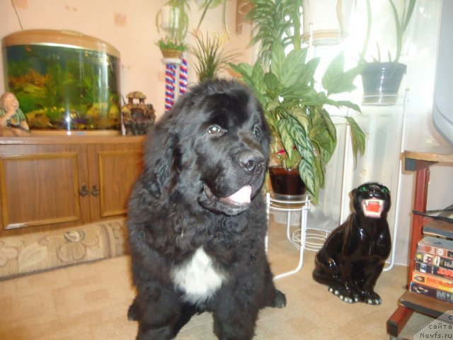 Фотография № 81075