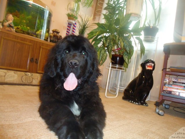 Фотография № 81077