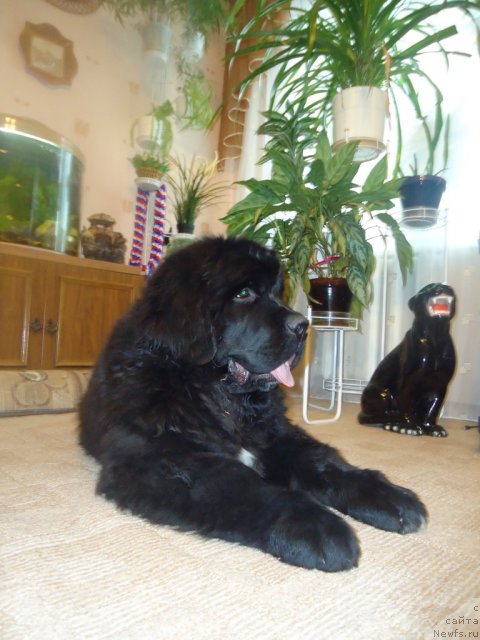 Фотография № 81078