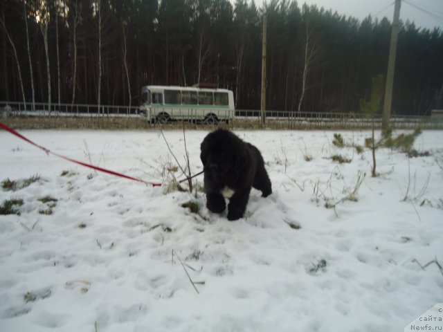 Фотография № 81079