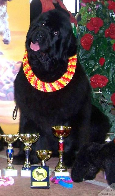 Фото: ньюфаундленд Vell Spirit Lillit (Велл Спирит Лилит)