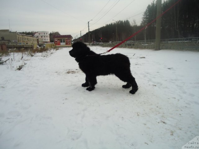 Фотография № 81080