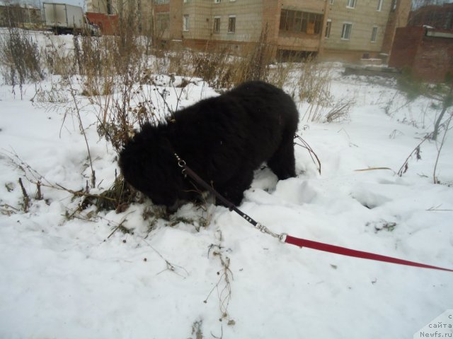 Фотография № 81081